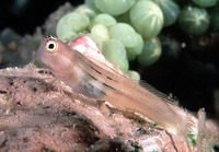 Ecsenius aequalis, Fourline blenny: aquarium