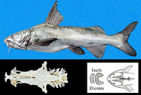 Notarius osculus, Chomba sea catfish: fisheries