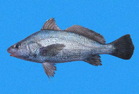Ophioscion scierus, Point-Tuza croaker: fisheries