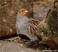 Grey Partridge (Perdix perdix)