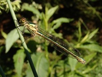 Lestes dryas - Scarce Emerald Damselfly