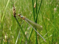 Lestes virens vestalis