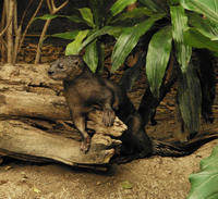 Image of: Hydrictis maculicollis (spotted-necked otter)