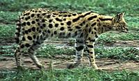 Image of: Leptailurus serval (serval)