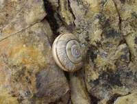 Chilostoma cingulatum