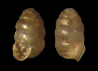 Vertigo pusilla