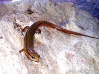 Eurycea wilderae - Blue Ridge Two-lined Salamander