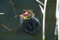 Fulica atra - Common Coot