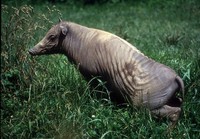 Babyrousa babyrussa - Babirusa