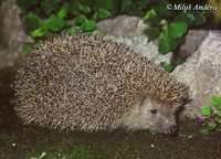 Erinaceus concolor - Eastern European Hedgehog