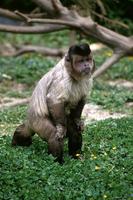 Cebus capucinus - White-faced Capuchin