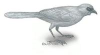 Image of: Callaeas cinereus (kokako)