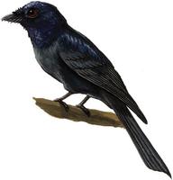 Image of: Chaetorhynchus papuensis (pygmy drongo)