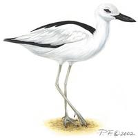 Image of: dromas ardeola (crab plover)