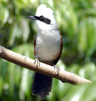 Image of: Garrulax leucolophus (white-crested laughing-thrush)