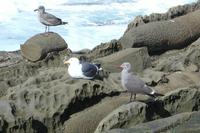 Image of: Larus occidentalis (western gull), Larus heermanni (Heermann's gull)