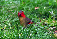 Image of: Liocichla phoenicea (red-faced liocichla)