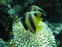 Heniochus intermedius - Red Sea Bannerfish