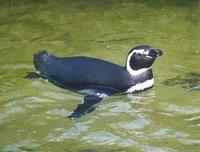 Image of: Spheniscus magellanicus (Magellanic penguin)