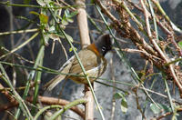 Image of: Yuhina flavicollis (whiskered yuhina)