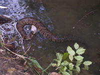 Image of: Agkistrodon piscivorus (cottonmouth)