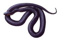 Image of: Drymarchon corais (indigo snake)