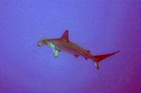 Image of: Sphyrna mokarran (great hammerhead)