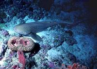 Image of: Stegostoma fasciatum (zebra shark)