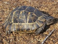 Testudo graeca - Spur-thighed Tortoise