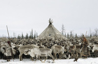 Photo: Reindeer Herd