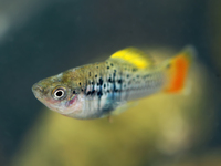 雜色劍尾魚 (Xiphophorus variatus)