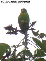 Yellow-throated Hanging Parrot - Loriculus pusillus