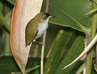 Cream-throated White-eye - Zosterops atriceps