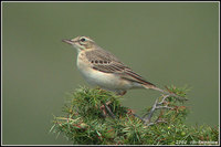 Tawny Pipit - Anthus campestris