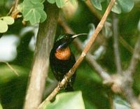 Copper-throated Sunbird - Leptocoma calcostetha