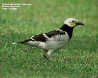 Black-collared Starling - Sturnus nigricollis