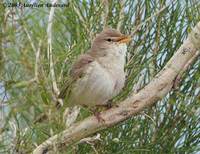 Sykes's Warbler - Hippolais rama