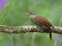 Cocoa Woodcreeper (Xiphorhynchus guttatus) photo