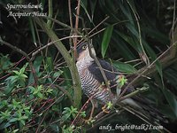 Eurasian Sparrowhawk - Accipiter nisus