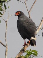 Slate-colored Hawk - Leucopternis schistaceus