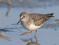 Temminck's Stint (Calidris temminckii) photo