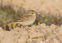 Tawny Pipit (Anthus campestris) photo