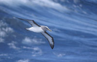 Buller's Albatross (Thalassarche bulleri platei) photo