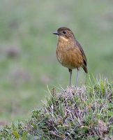 Tawny Antpitta (Grallaria quitensis) photo