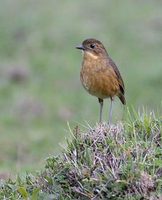 Tawny Antpitta (Grallaria quitensis) photo