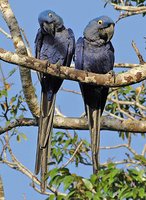 Hyacinth Macaw - Anodorhynchus hyacinthinus