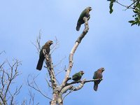 Red-fan Parrot - Deroptyus accipitrinus