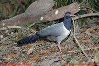 Coral-billed Ground-Cuckoo - Carpococcyx renauldi