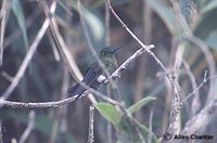 Golden-breasted Puffleg - Eriocnemis mosquera