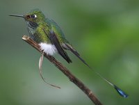 Booted Racket-tail - Ocreatus underwoodii